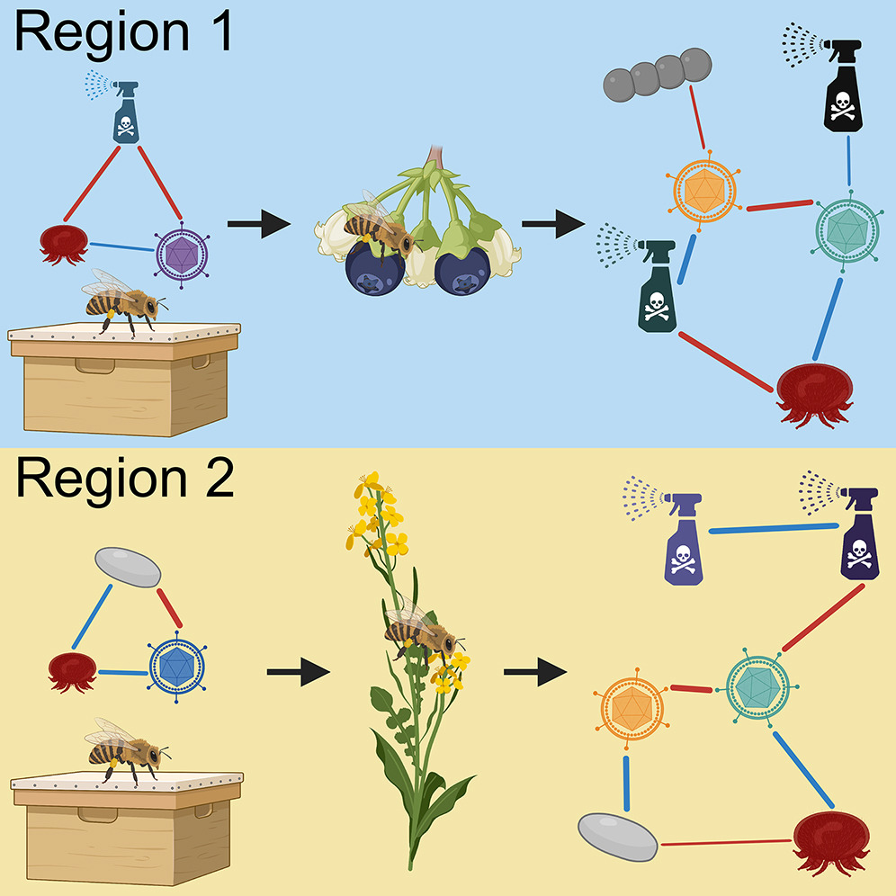 Check out the latest article from the @BeeCsi project! @SK_French and @AmroYorkU investigated honey bee stressor networks and found they are complex and dependent on crop and region. Read the full article here: sciencedirect.com/science/articl… #honeybee #beeresearch #BEEc #BeeCSI