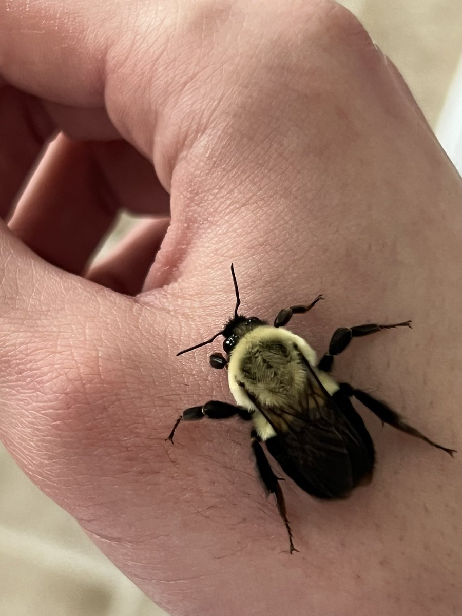 ivoryrasmus tweet media