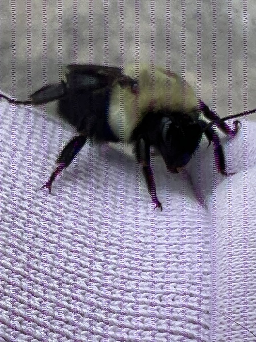 ivoryrasmus tweet media