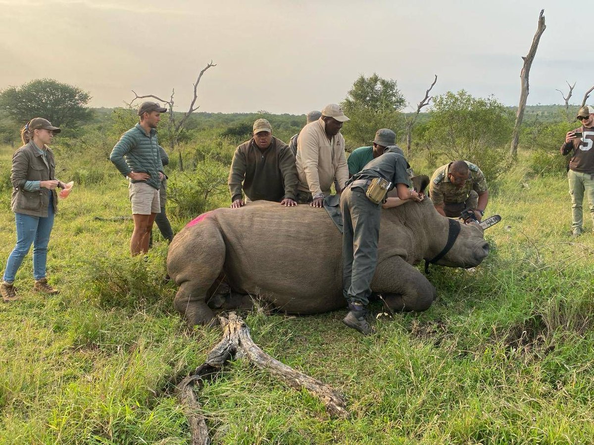 A major operation has begun to dehorn rhinos in the historic Hluhluwe iMfolozi Park in KwaZulu-Natal (KZN) as part of measures to curb rhino poaching buff.ly/3UgZT5v