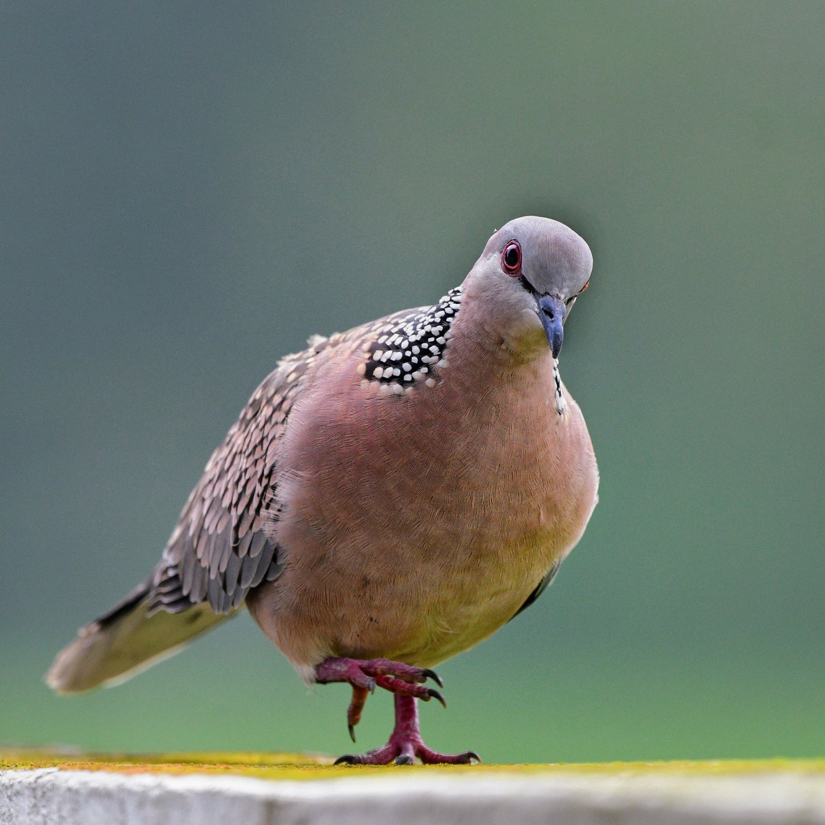 Spotted Dove #birds