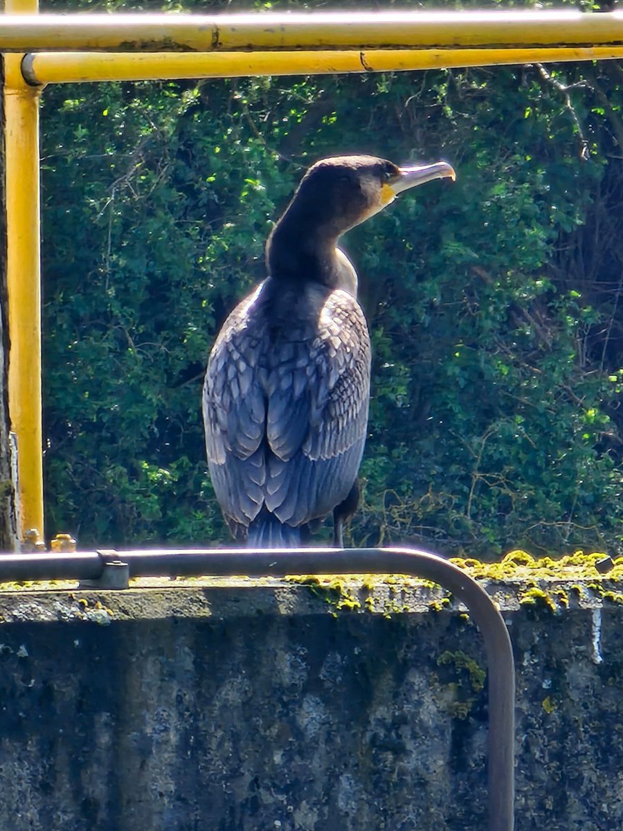 ShonetteBason's tweet image. Out walking and saw this bird. My friend says it’s a ‘shag’ … are they right?  #asktwitter