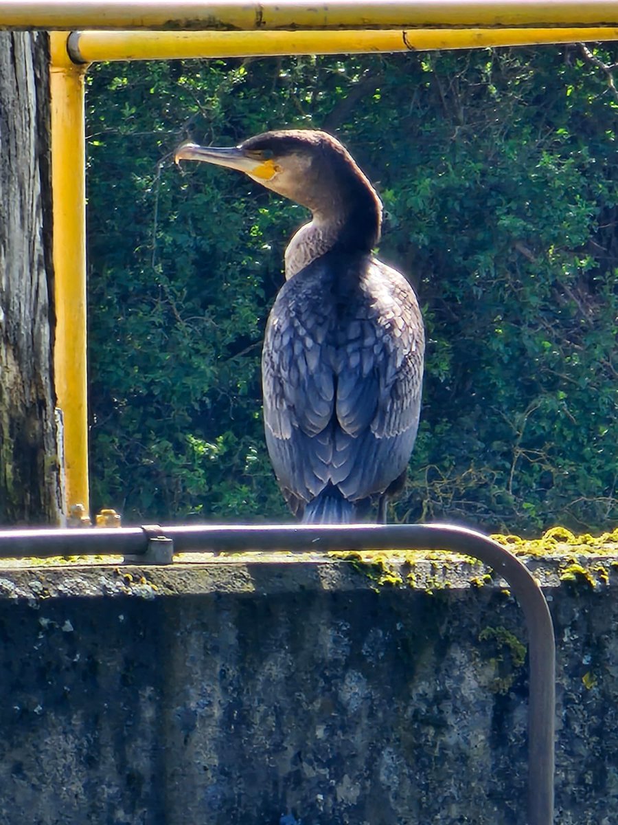 ShonetteBason's tweet image. Out walking and saw this bird. My friend says it’s a ‘shag’ … are they right?  #asktwitter
