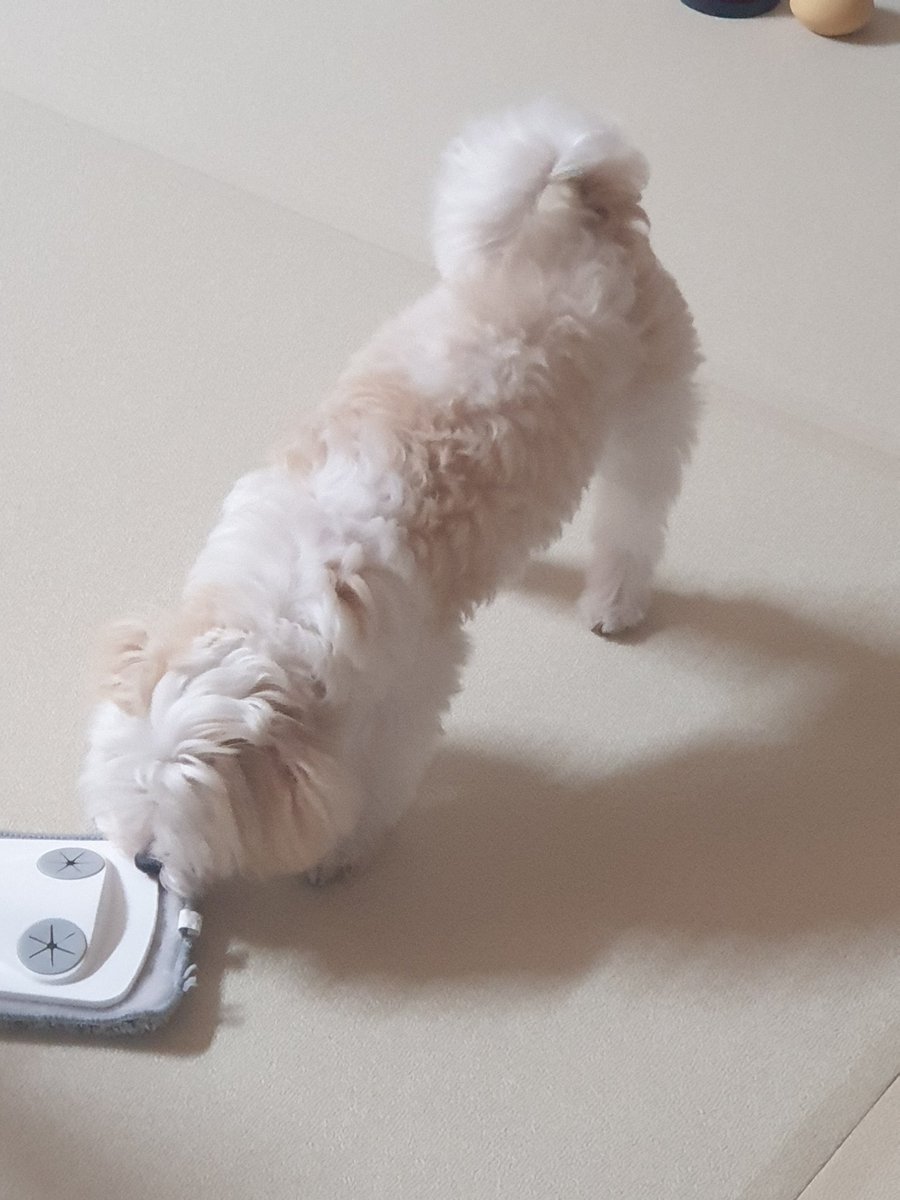 용맹한 강아지의 자세