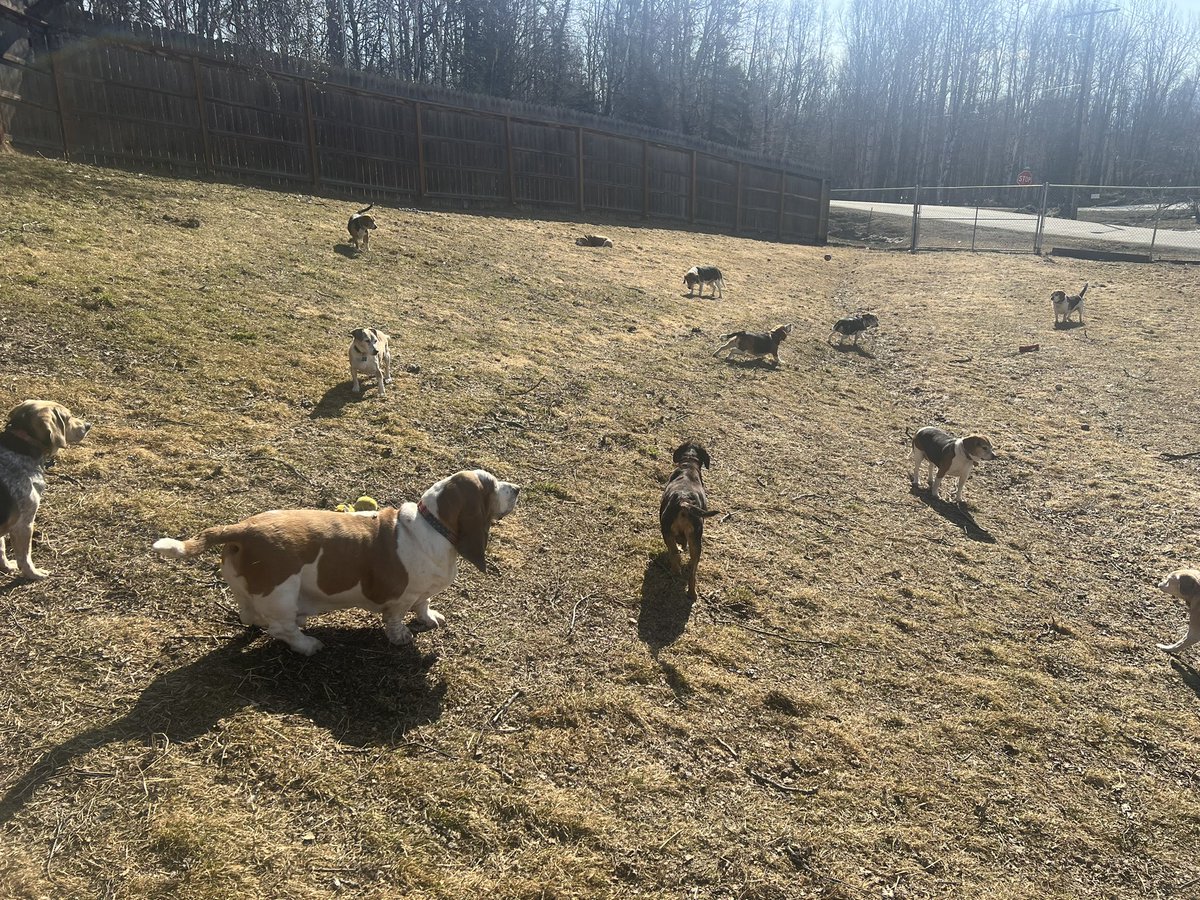 I was doing some yardwork yesterday afternoon and had some company.
#beagle #beaglefacts #alaskabeagleranch