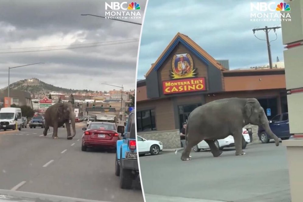 A Circus Elephant in Montana managed to escape