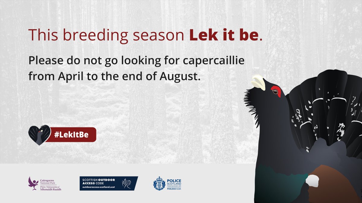 As one of our most threatened species, it's vital we all do what we can to avoid disturbing Capercaillie. Please #LekItBe and do not go looking for them this breeding season. Thanks to @PoliceScotland and @cairngormsnews for working to protect these special birds.