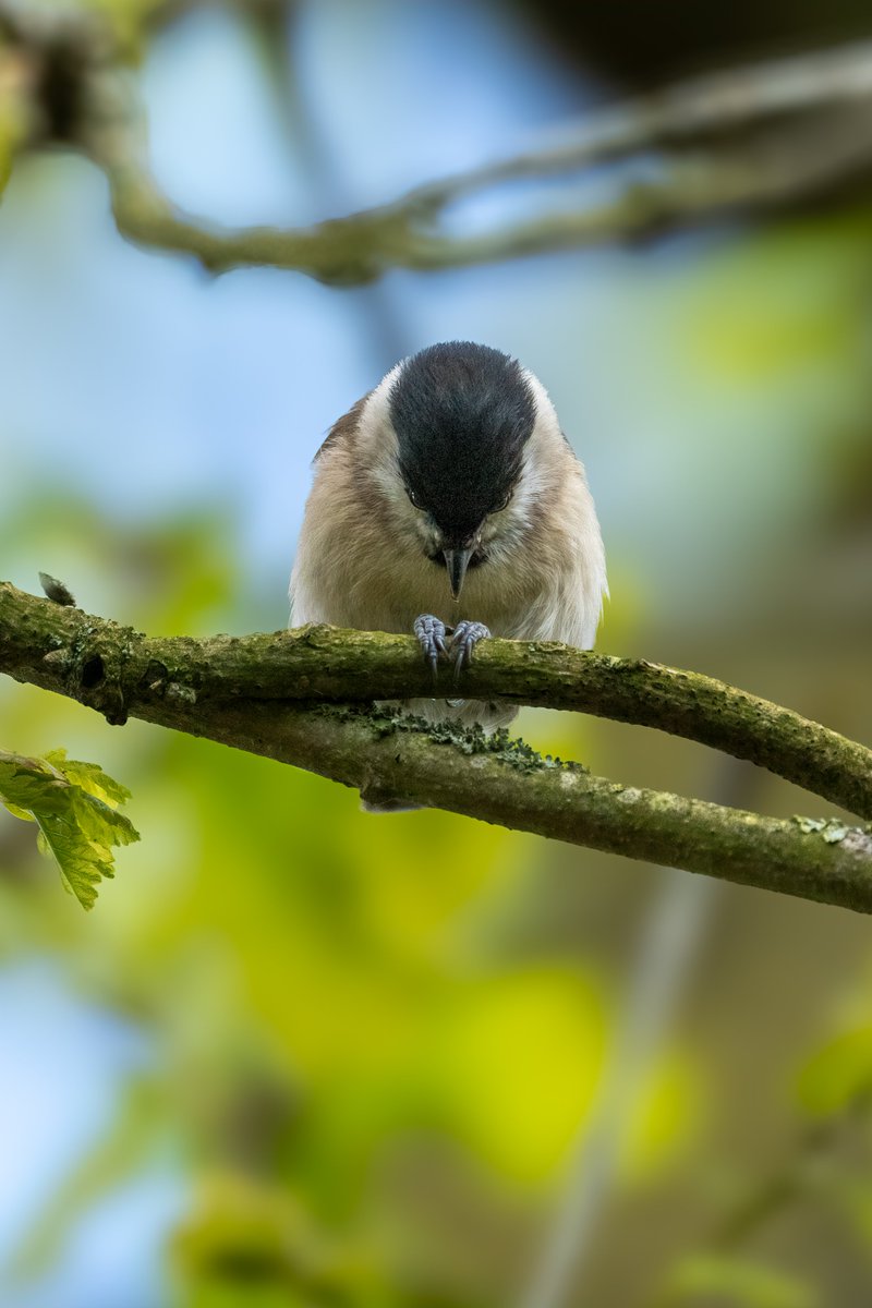 #MarshTit praying for lunch 🙏 #birds #birdwatching #nature #birdphotography #wildlife #naturephotography #wildlifephotography #birding #best #birdlovers #photography #captures #naturelovers #birdlife