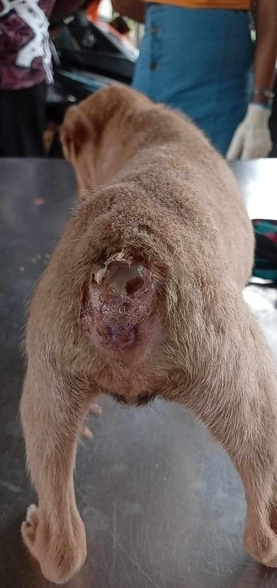 This sweet baby was brought to the sanctuary today. She arrived with a severed tail & an infected wound. What horrors we see on a daily basis 😩 We have named her Titch, we will do our best for her. Please help us, we are really overwhelmed & struggling 💔 Commercial Bank,…