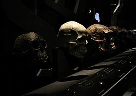 Why Culture Is Not the Only Tool for Defining Homo sapiens in Relation to Other Hominins
#evolutionsoup #evolution #paleontology #paleoanthropology #science 
👉🏿👉🏼is.gd/OQGb8Y
