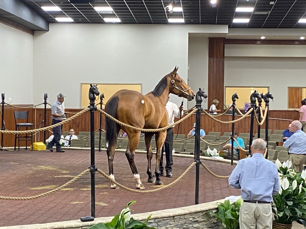 Donato Lanni goes to $1.9M for daughter of Tiz the Law. On behalf of Michael Lund Petersen.