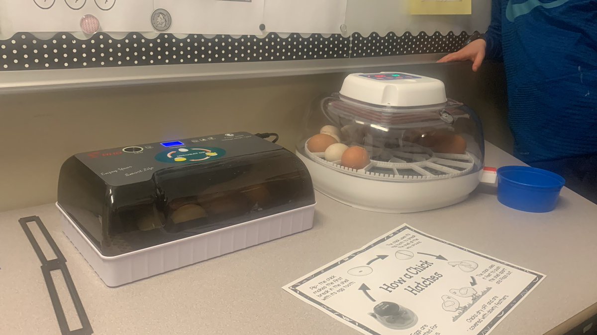 Egg hatching countdown.