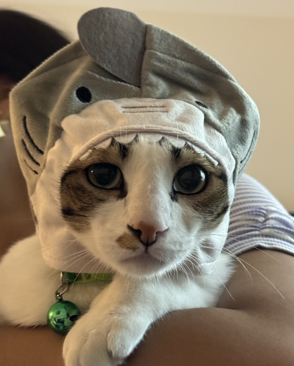 “Hey honey, let's go out for dinner, stop off at Daiso afterwards and buy more stupid shit for our cat.”  A shark he is not.