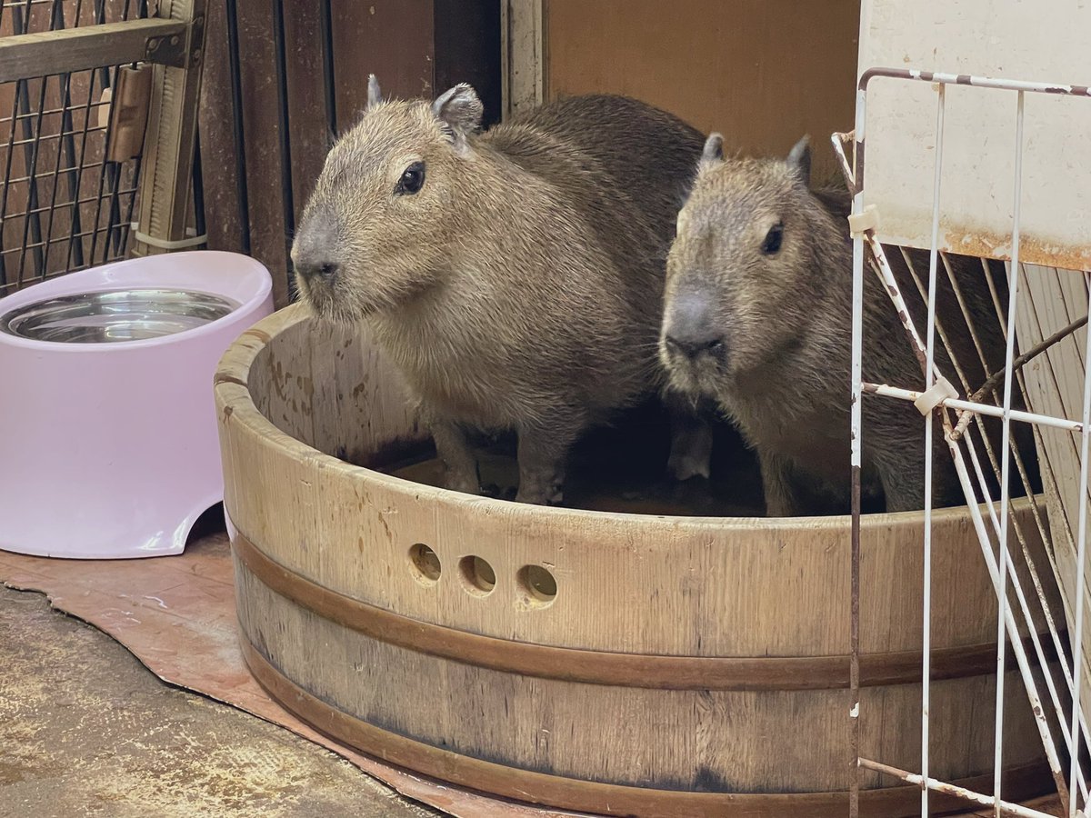 CapybaraLand tweet picture