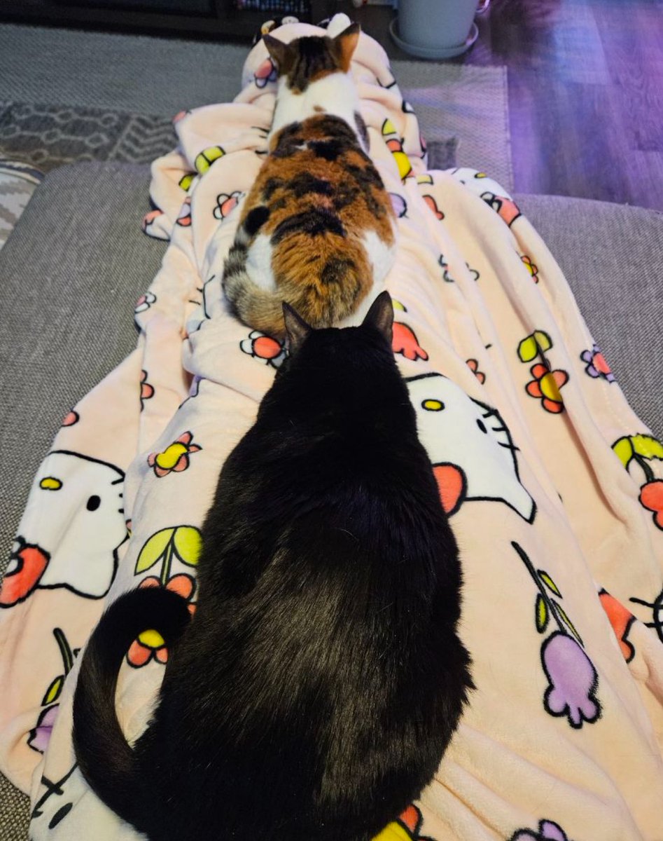 The Kitty Centipede