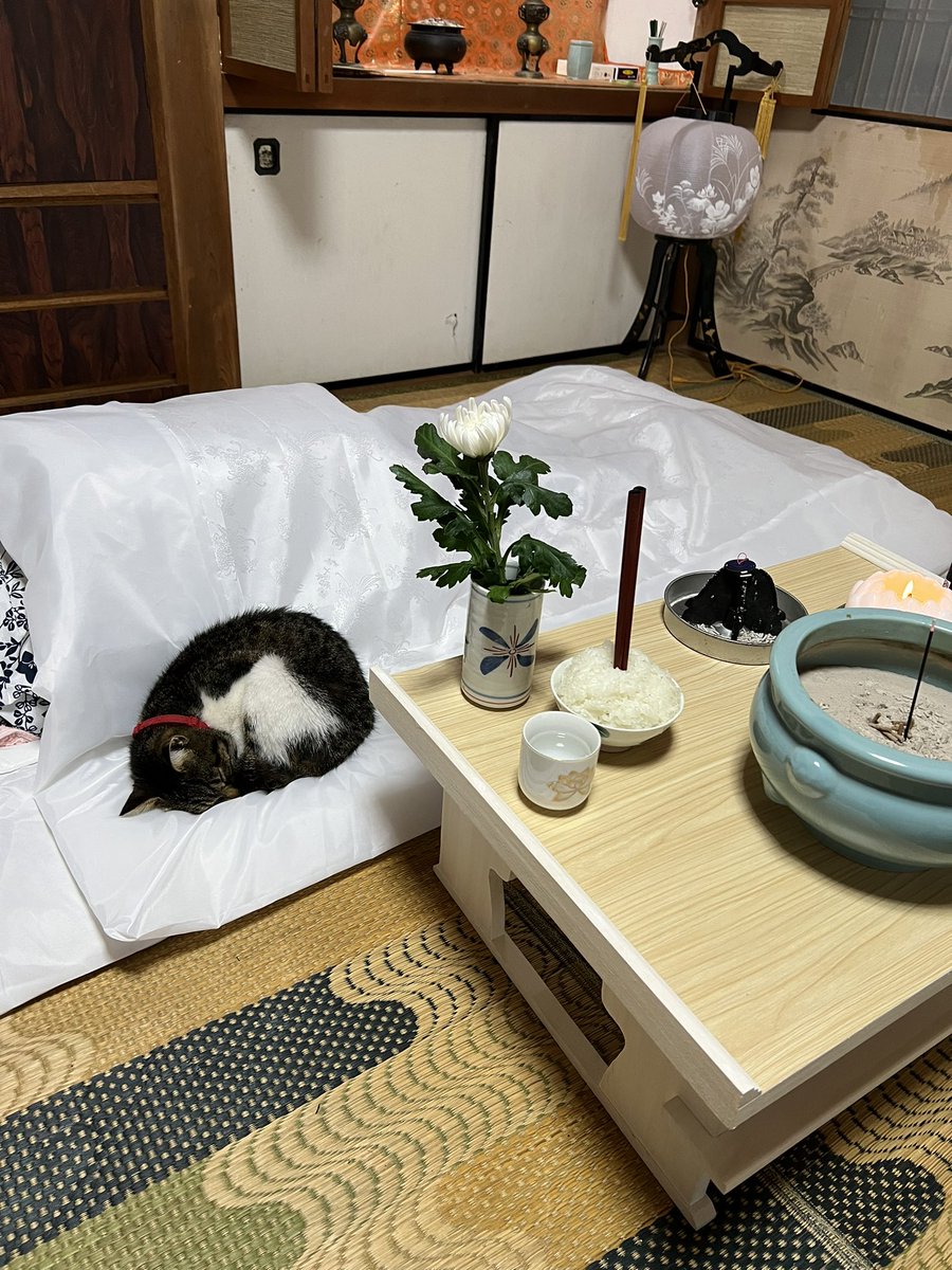 After a month missing, my cat returned, bringing back my late mother, thin and weak from her illness. It reminds me of those days spent by her side, now immortalized in this tranquil image.