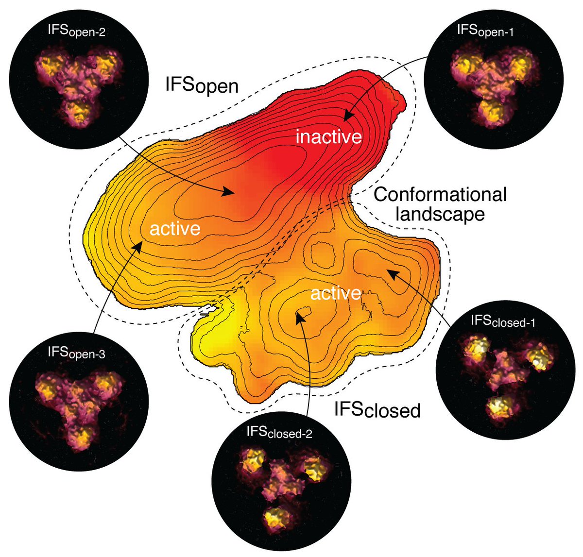 Thrilled to announce our latest work in @NatureSMB on HS-AFM single-molecule structural biology with @ScheuringLab ! Marching towards our long-standing goal, we've directly linked the conformations of a single molecule to its instantaneous activity... nature.com/articles/s4159…