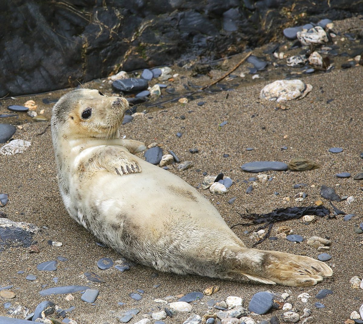 I’m sure this lovely seal was smiling for me yesterday! Albeit from distance. #britishwildlife #seals #cornwall