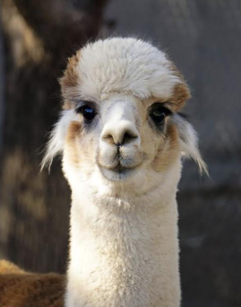 rimjhimcse1's tweet photo. Facebook(Meta) is not providing it's data free. But they provided free open source llms. 
Perhaps they find llama more trustworthy  than humans. 
#META #llama #LLMs #llm @MetaNewsroom https://t.co/8mcrr2qhPe
