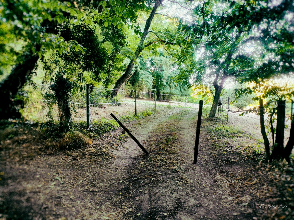 Hiking
#NaturePhotography #forest #hiking