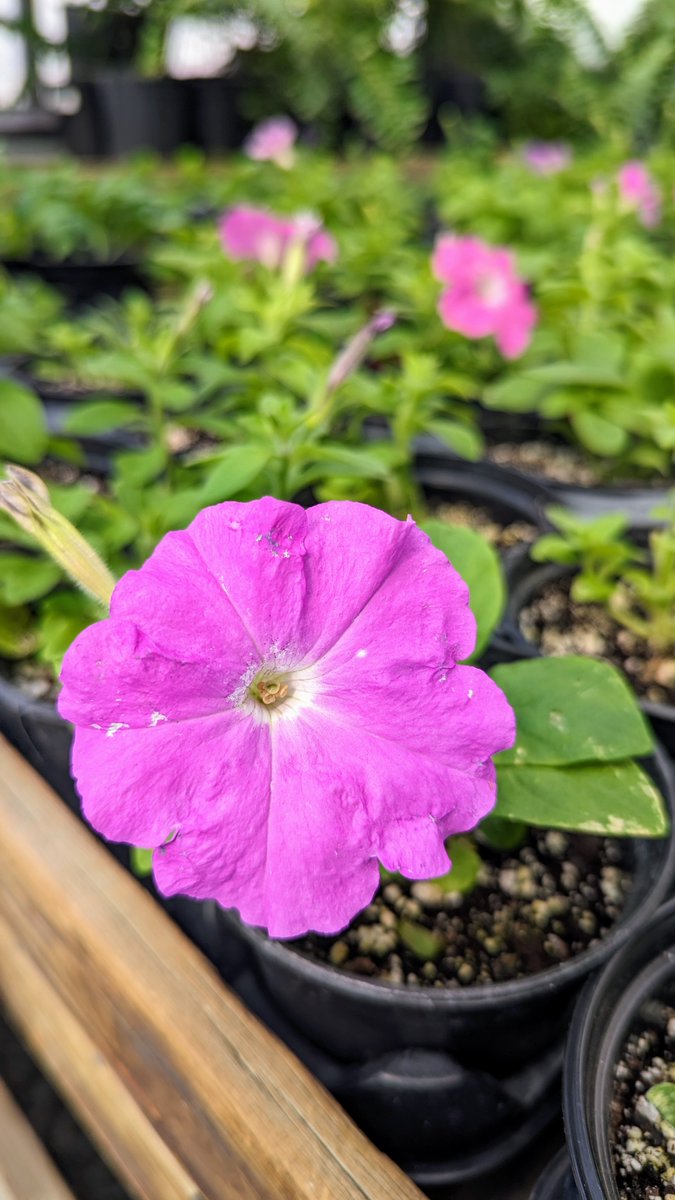 Cayuga Secondary School tweet media