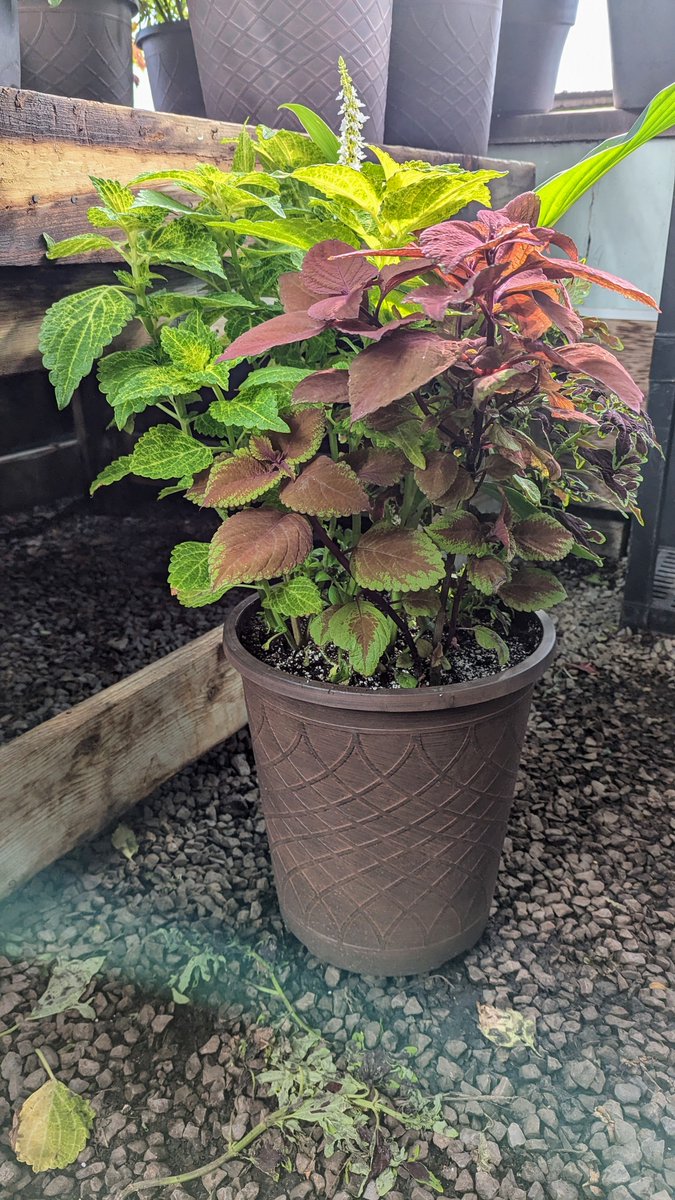 Cayuga Secondary School tweet media