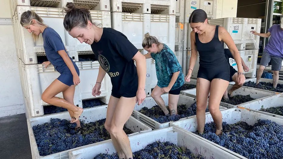 ' Ancient techniques + sustainability = the rise of natural wine!  Discover why this eco-friendly trend is gaining popularity in the US. #winelovers #naturalwine #sustainability