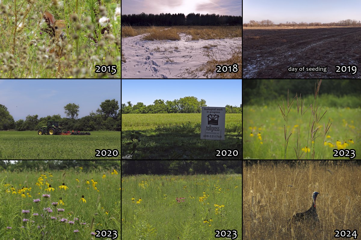 It's been fun watching the transformation of the Smolenski Park weedy farm field turned prairie restoration over the years. (How did I not get any photos in '21 and '22?) I'd like to get over there a bit more often this year and continue sharing it on social media.