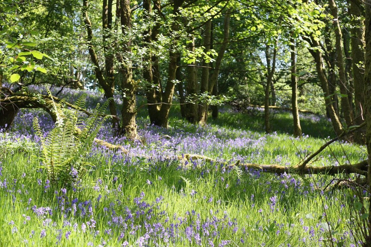 Are the bluebells out near you...? These beautiful blue flowers never last for long. Find out more about them, and some of the other flowers found in #ScotlandsRainforest here: buff.ly/3xFoqZ9 📷 Jenny Tweedie