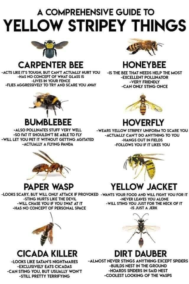 Accurate, especially the yellow jacket!