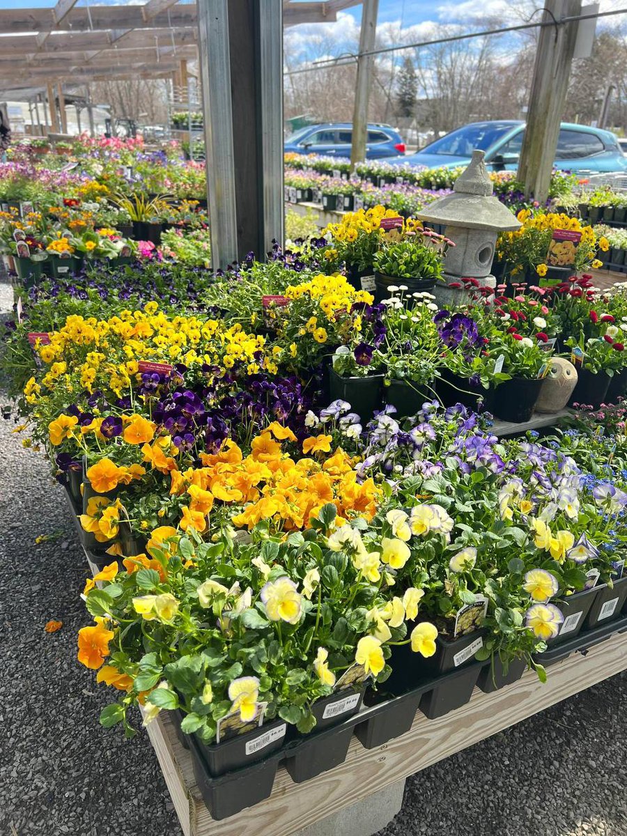 There's a spirit of resilience and strength in that is truly inspiring. This city has been through so much and yet it to rise and thrive.
 #Boston#flowers#freshmind.