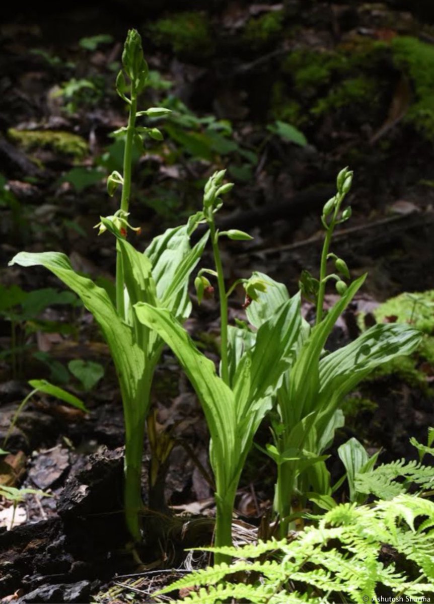 Calanthe tricarinata Lindl. 

A beautiful #Calanthe species #orchid flowering in a moist temperate forest of Western Himalaya.  

Don’t miss the trinerved labellum/lip petal of flower

#orchidaceae #iambotanist #flora #natureinfocus #taxonomy #orchid #eFlora #biodiversity #plant