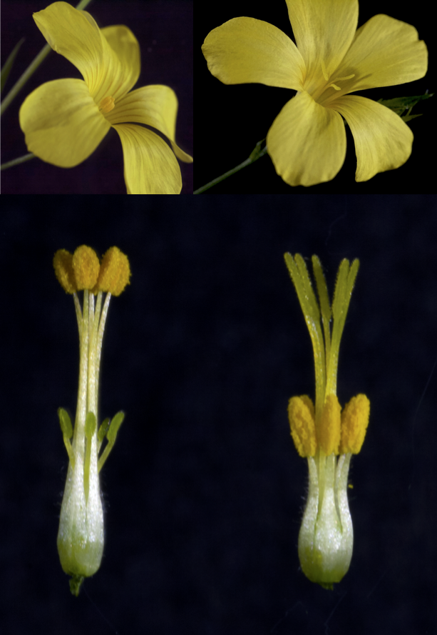 We have an open PhD student position in my group at Stockholm University to work on convergent evolution and loss of the balanced floral polymorphism distyly, using evolutionary genomic, transcriptomic and functional analyses. Apply at shorturl.at/acvFX by April 23 #PhD
