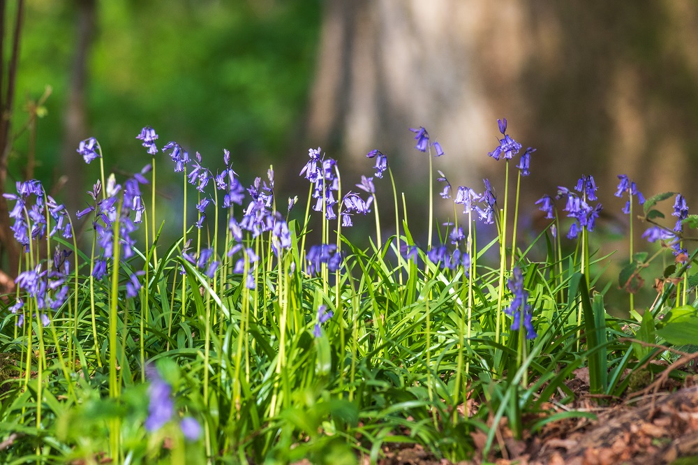 *Where to see bluebells* Our favourite five nature reserves to enjoy bluebells in Herefordshire 🪻💙🌳💚👇 herefordshirewt.org/where-see-blue… 📸Paul Lloyd