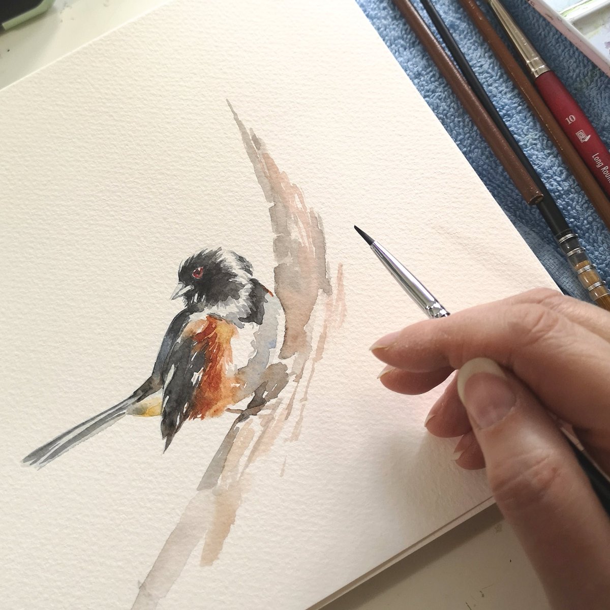 So many Eastern Towhees calling at @PineryProvPark on the weekend! #birds #birdart #watercolour #naturejournal