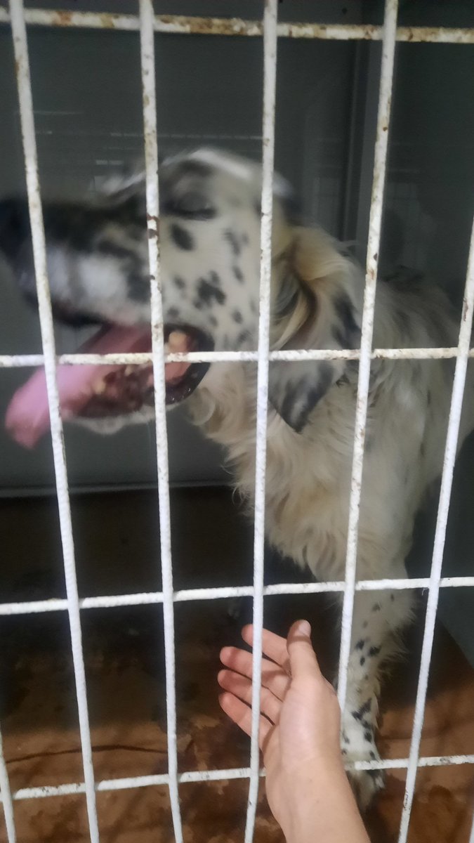 Terk edilmiş bir Setter, araba çarpmış kol iki yerden kırık. Yine barınağa bırakamadım. Operasyonu başarıyla yapıldı. İç/dış paraziti uygulandı. Açıkçası sokağa bırakmak istemiyorum ama ben de alamam artık. Lokum gibi tatlı.Ömür boyu iyi bakıp sevecek iyi bir aileyi hak ediyor.