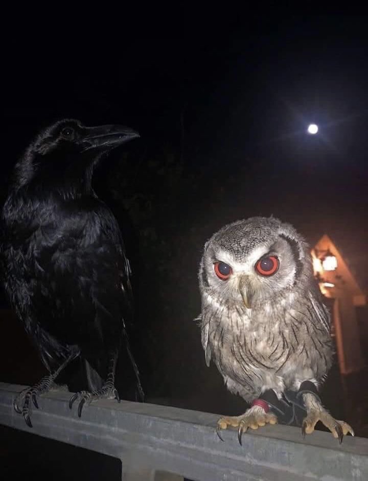 erthmvrr's tweet image. 