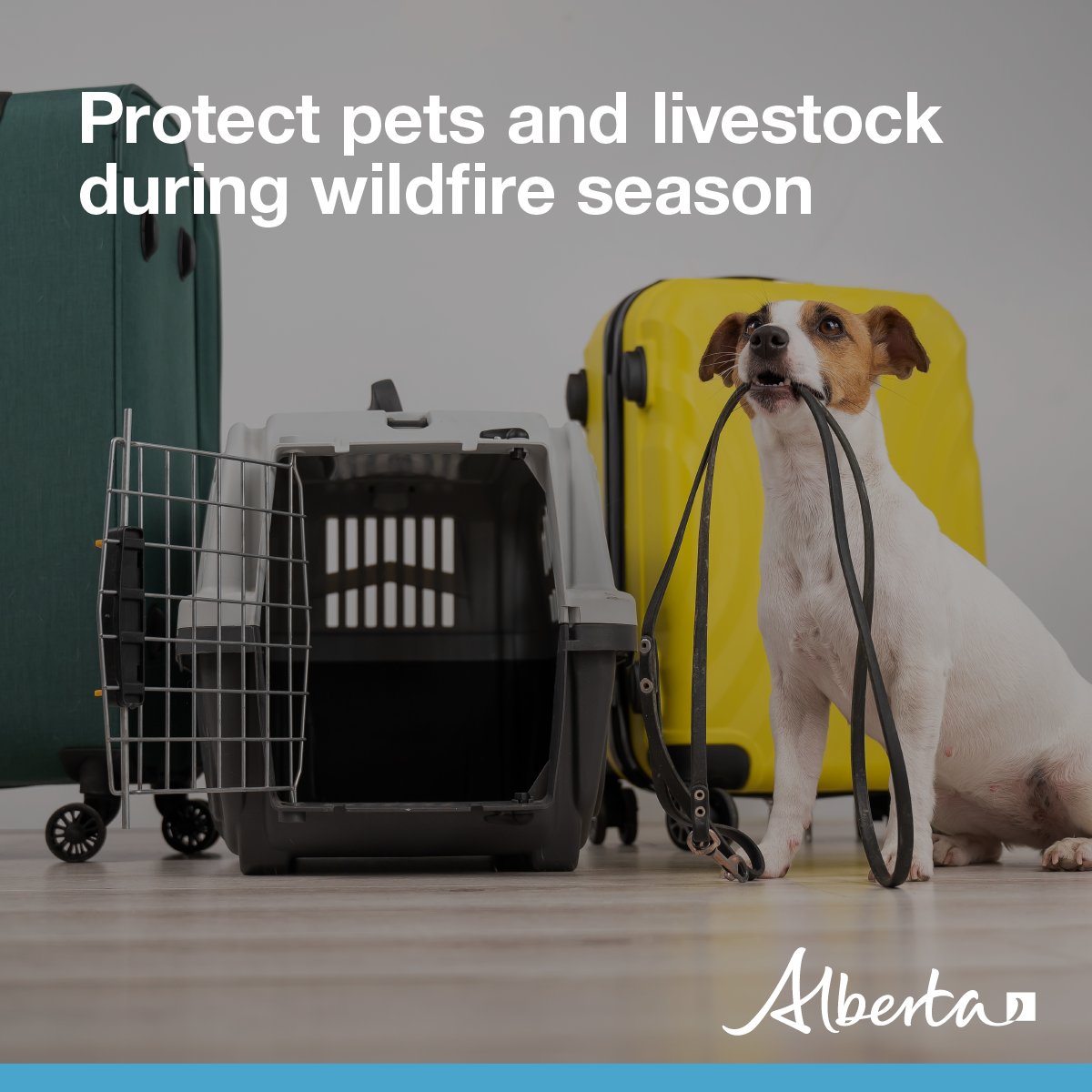 Use these tips to help protect pets and livestock during wildfire season.
• Have a plan in case of evacuation. 
• Use FireSmart methods 
• Do not lock livestock in barns or other enclosures if you believe a fire is approaching.
Learn more: alberta.ca/wildfire-prepa…