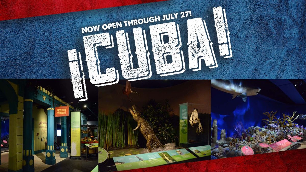 Experience the vibrant diversity and rich culture of Cuba at @TheExploreum's new bilingual exhibition, ¡Cuba! It's unique natural history, traditions, and voices are brought to life by the American Museum of Natural History, open through July 27, 2024. bit.ly/41etz4m