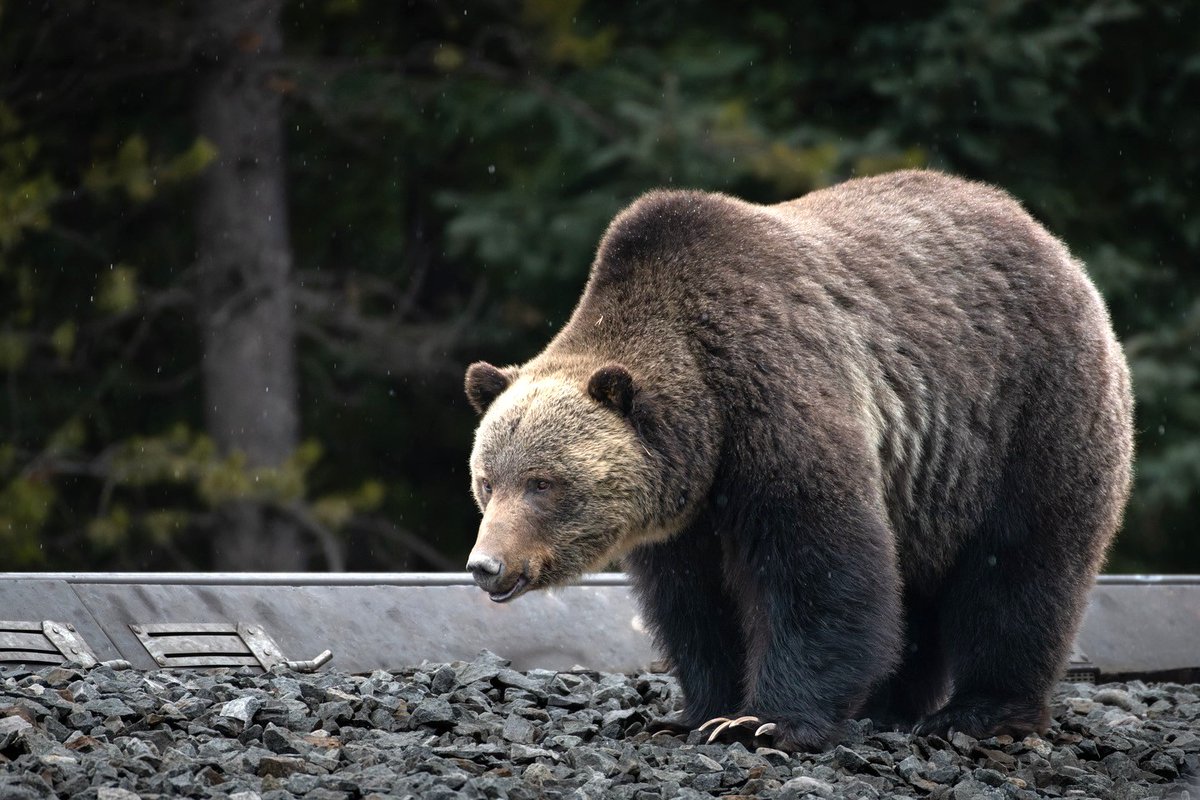 Banff National Park is home to an abundance of wildlife, and we all have a role in preserving this special place for the animals 🐻 Read our guide on how to enjoy @BanffNP responsibly: bit.ly/42GZlrU 📸: mitchddecock/IG #MyBanff | #WildlifeWednesday