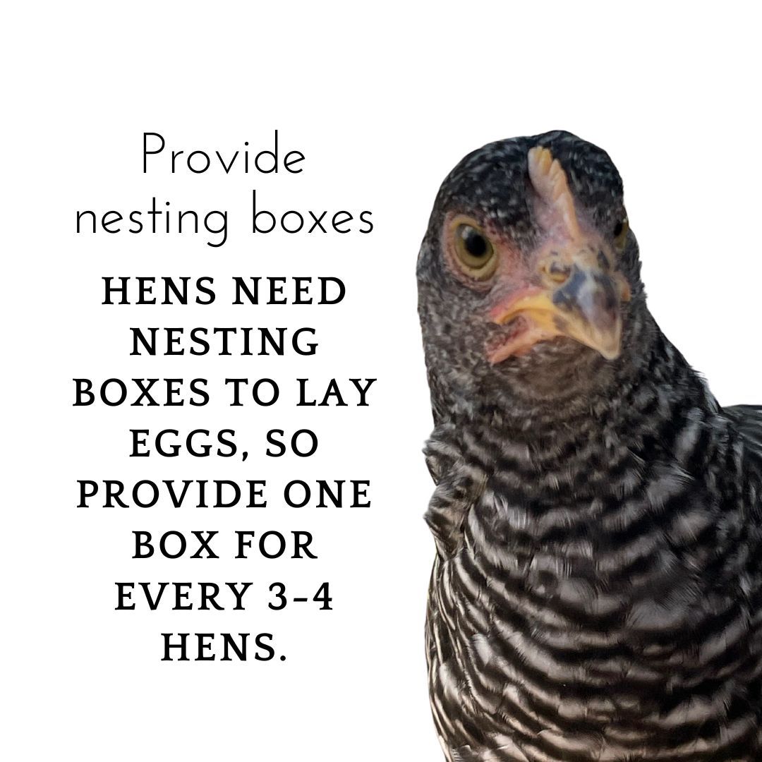 Creating cozy spaces for our feathered friends! 🥚🐔 Did you know hens need nesting boxes to lay eggs comfortably? Provide one box for every 3-4 hens to keep your flock happy and productive! 

#NestingBoxes #BackyardChickens #ChickensOfInstagram #UrbanChickens #ChickenLove