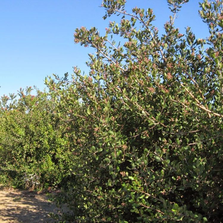 Lemonade Berry (Rhus integrifolia) is an evergreen shrub typically growing near beaches, found in coastal canyons and sometimes inland. 
Find Lemonade Berry at the Arroyo Burro Open Space, and along the north shore of the Andree Clark Bird Refuge.
#CANativePlantWeek #SBCreeks