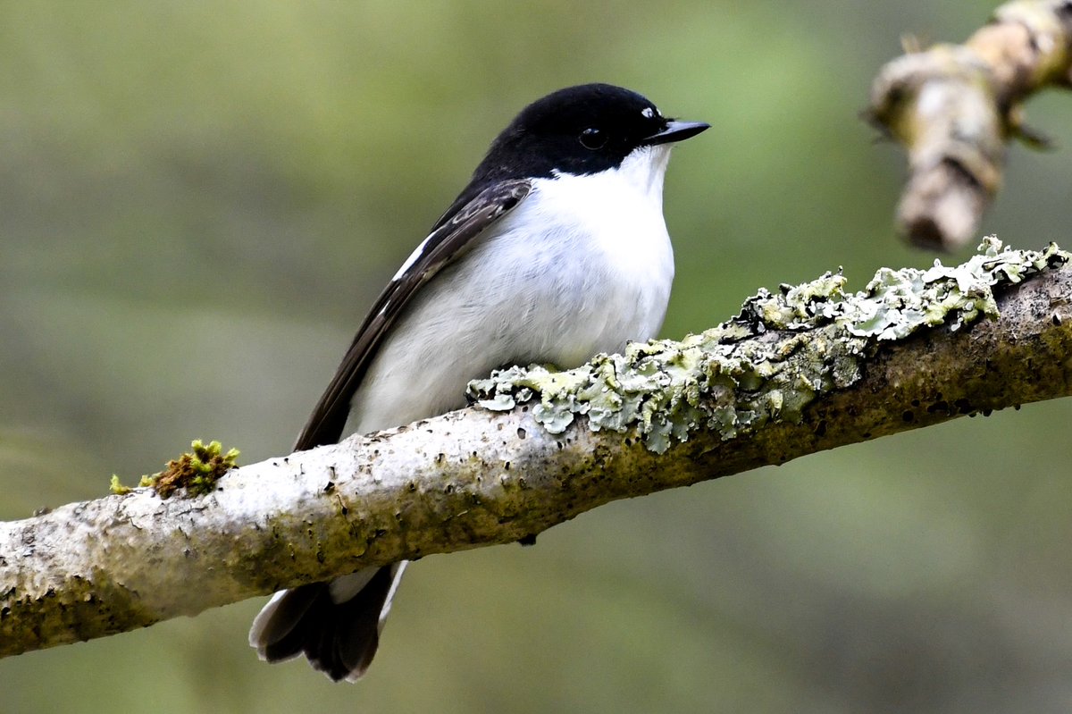 A beauty of a Pied Flycatcher at RSPB Ynys-hir yesterday. #TwitterNatureCommunity