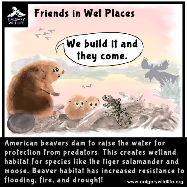 It's Wednesday's Wildlife! Beavers sure can get a bad rap, but they are amazing engineers and offer so much to our ecosystem, including habitats for other species and protection from wildfires! Learn more on our blog: calgarywildlife.org/post/wednesday…