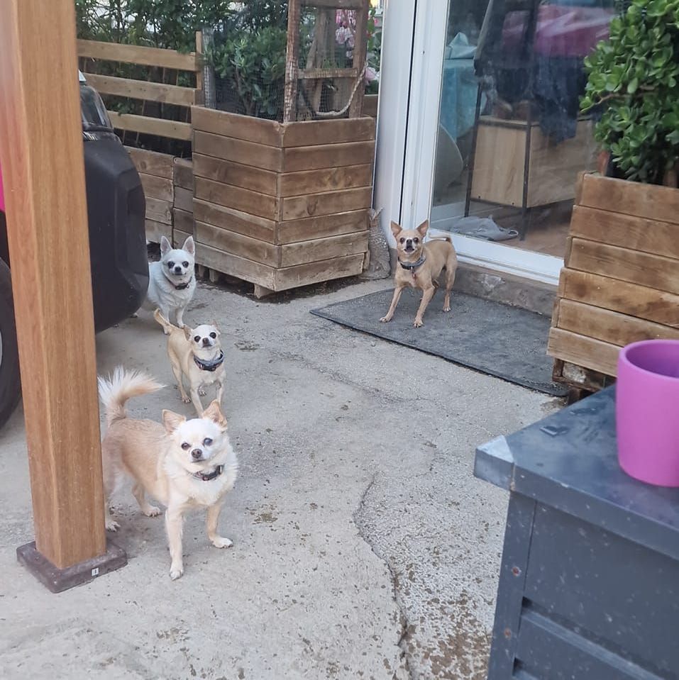 Meet the Chihuahua squad at the finca! 🐶 #galgos #adoption #nonprofit #rescue #adopt #DogsForAdoption #dogs #AdoptDontShop #RescueDogs #112CarlotaGalgos