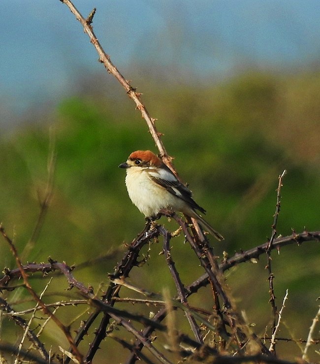 Male Woodchat shrike again today at Slade Co.Wexford
