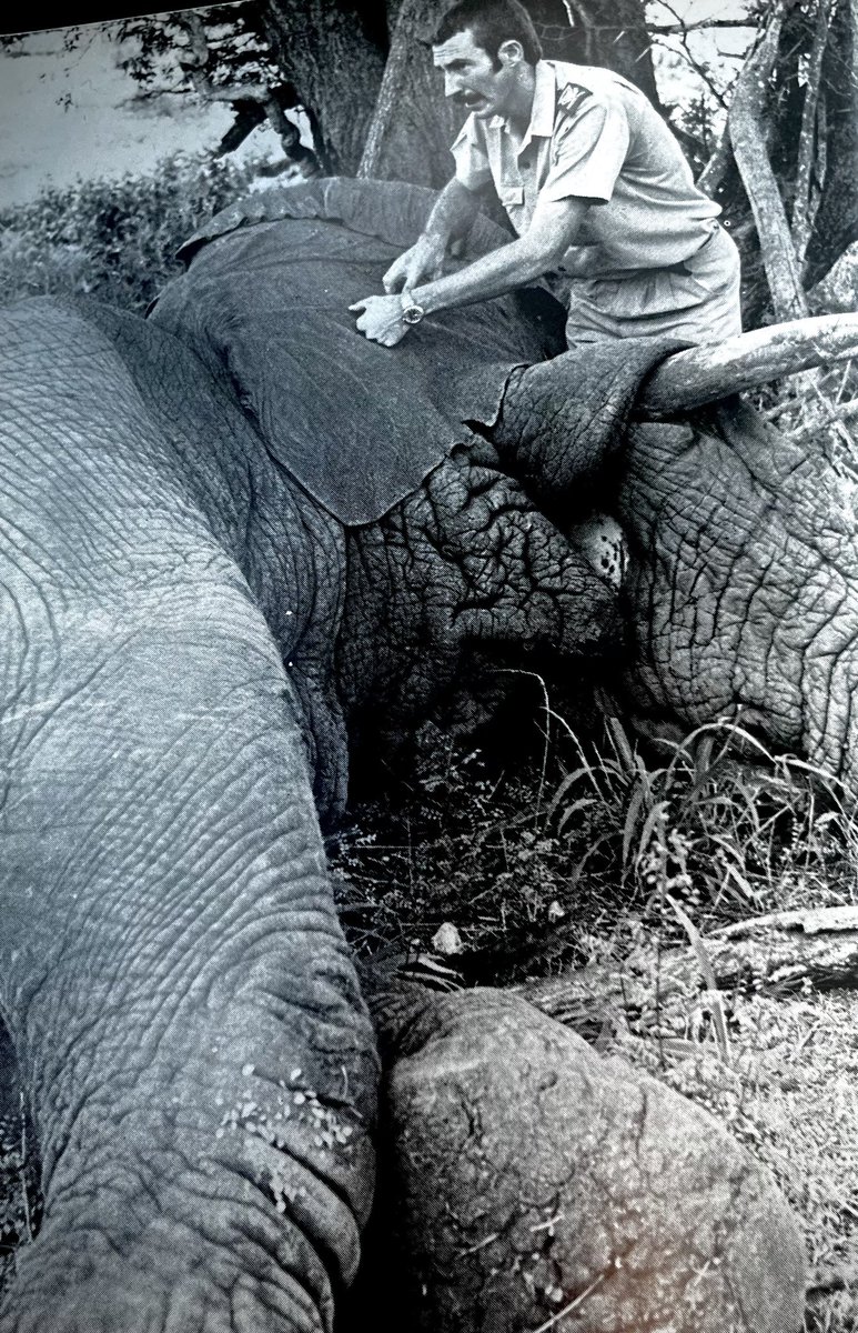 Immobilon is a potent opioid that is 20,000 times more potent than morphine. It is used to immobilize large animals in the wild. This 12,000 lb elephant was given 4.5 milligrams through a 'flying dart' to take measurements and place ear tags. Human LD50 = 3 mcg.