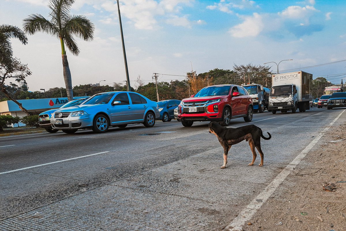 GABEHASH's tweet photo. ¡IBA LLEGA A LA CUCHILLA!

¿Cuántos han escuchado hablar o han visto la gran necesidad que hay en la comunidad de La Cuchilla? Una de las mayores problemáticas es la sobrepoblación de perros en el lugar y el peligro de ser atropellados, y que esto pueda causar accidentes a los que transitan por la zona.

La Cuchilla será intervenida por el @ibaelsalvador, llevando a cabo una jornada de esterilización, castración, desparasitación, chipeo y un estricto control poblacional para evitar que más animales sufran en estas condiciones.

El desafío es grande, pero con la ayuda de Dios, estamos seguros de que lo lograremos.