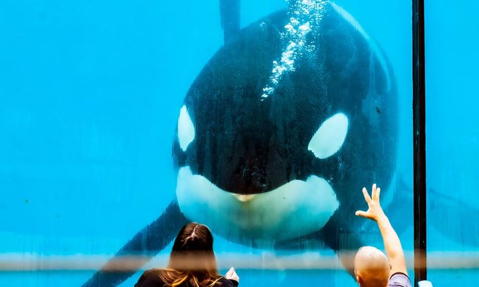 SIGN: URGE FRANCE TO ALLOW TWO REMAINING MARINELAND ORCAS TO LIVE TOGETHER IN SANCTUARY, #EmptyTheTanks, please sign/share, I prefer wildlife docus on TV, not cruel shows with wild animals:
ladyfreethinker.org/sign-urge-fran…
@LadyFreethinker