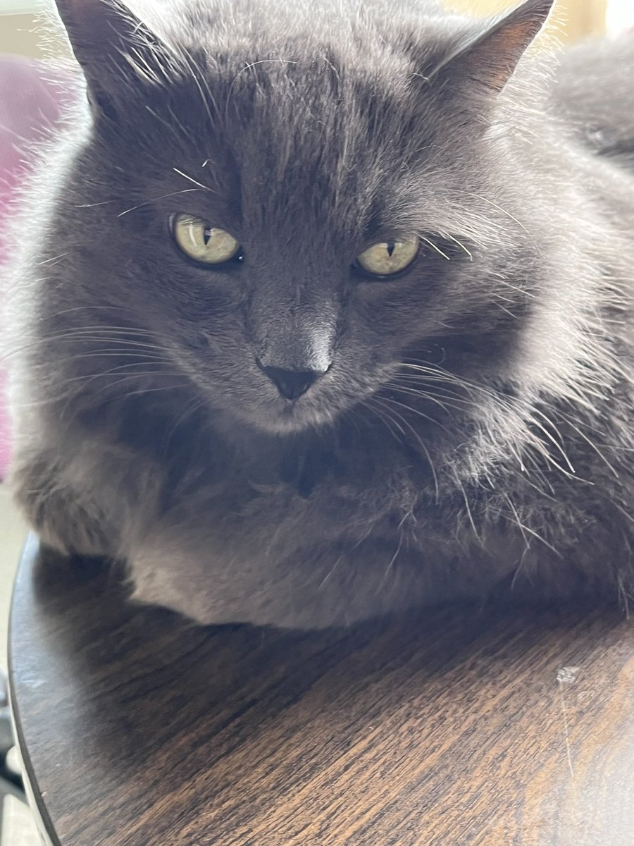 Happy #WhiskersWednesday It’s tough getting a proper picture of Ross’s whiskers! #CatsOfTwitter #catsofinstagram #Hedgewatch #Ross